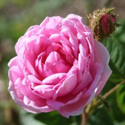 Rosa centifolia Muscosa-